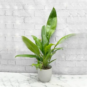 40 - 50cm Anthurium Bakeri 15cm Pot House Plant