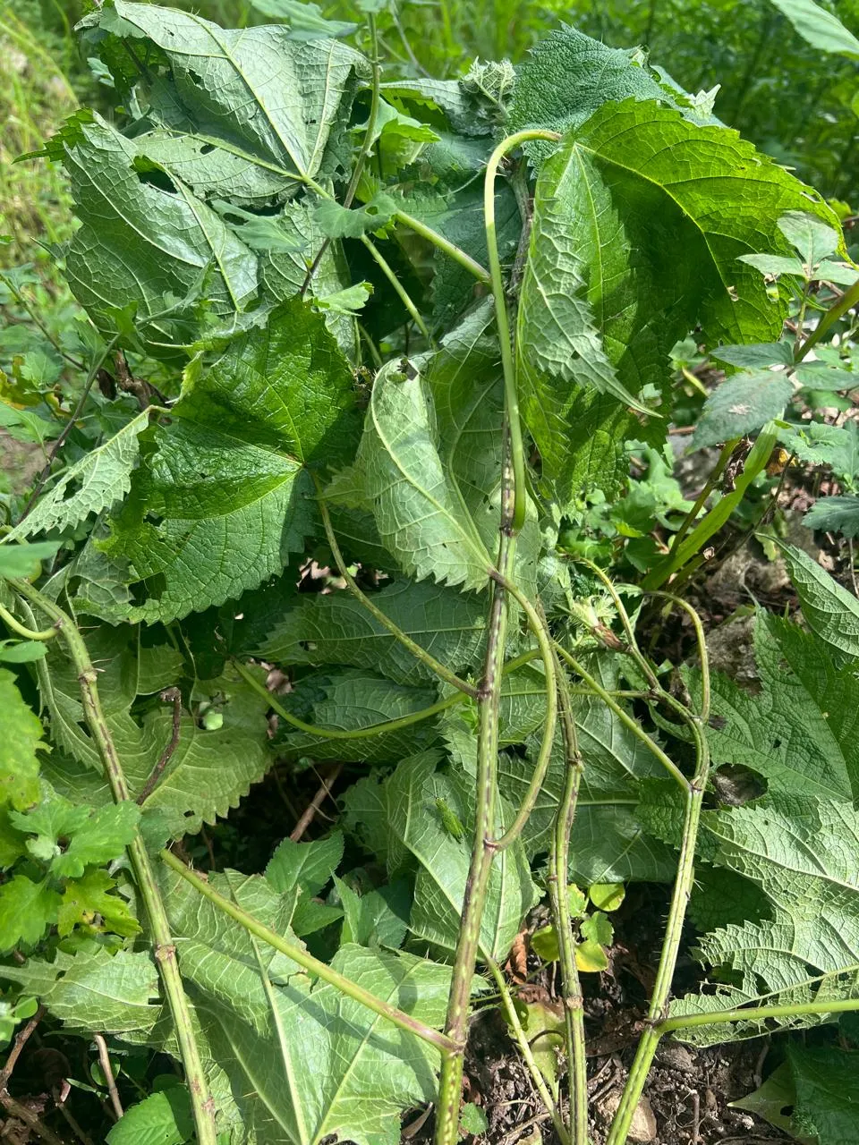 ALLO ~ NETTLE FABRIC  handwoven